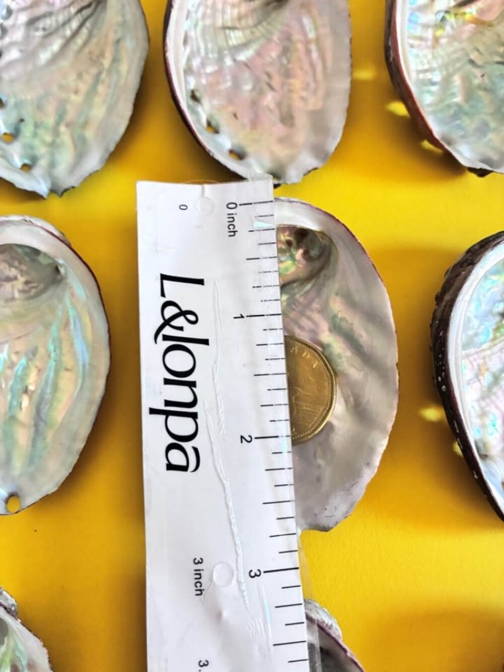 9Pcs 2.5-3Inch Colorful Natural Abalone Shell - Picture 2 of 6